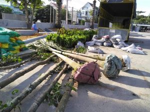 Dịch vụ trồng chăm sóc cây xanh tại Bình Dương của Ngoại Thất Xanh