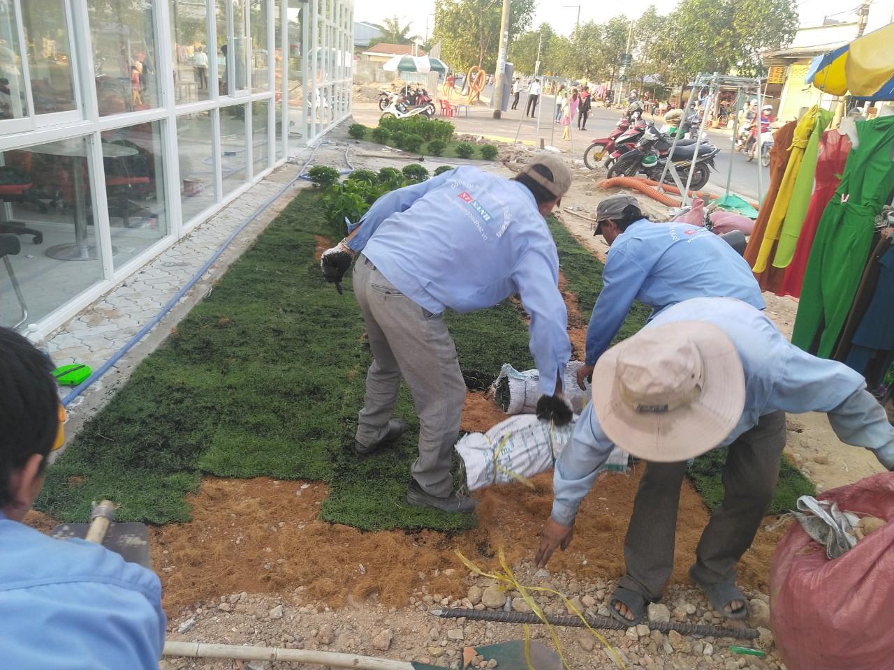 Công ty trồng cỏ thảm tại Trảng Bàng Tây Ninh