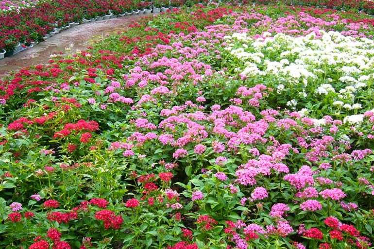 Hoa Diễm Châu - Những màu sắc rực rỡ