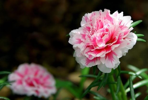 Cây hoa Cẩm Chướng - Cây cảnh xinh xắn