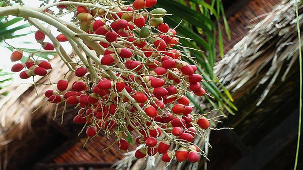 Cây Cau Vua - Loại cây phong thủy mang đến may mắn
