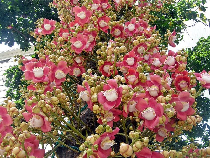 Cây Sala - Cây hoa linh thiêng nơi cửa Phật