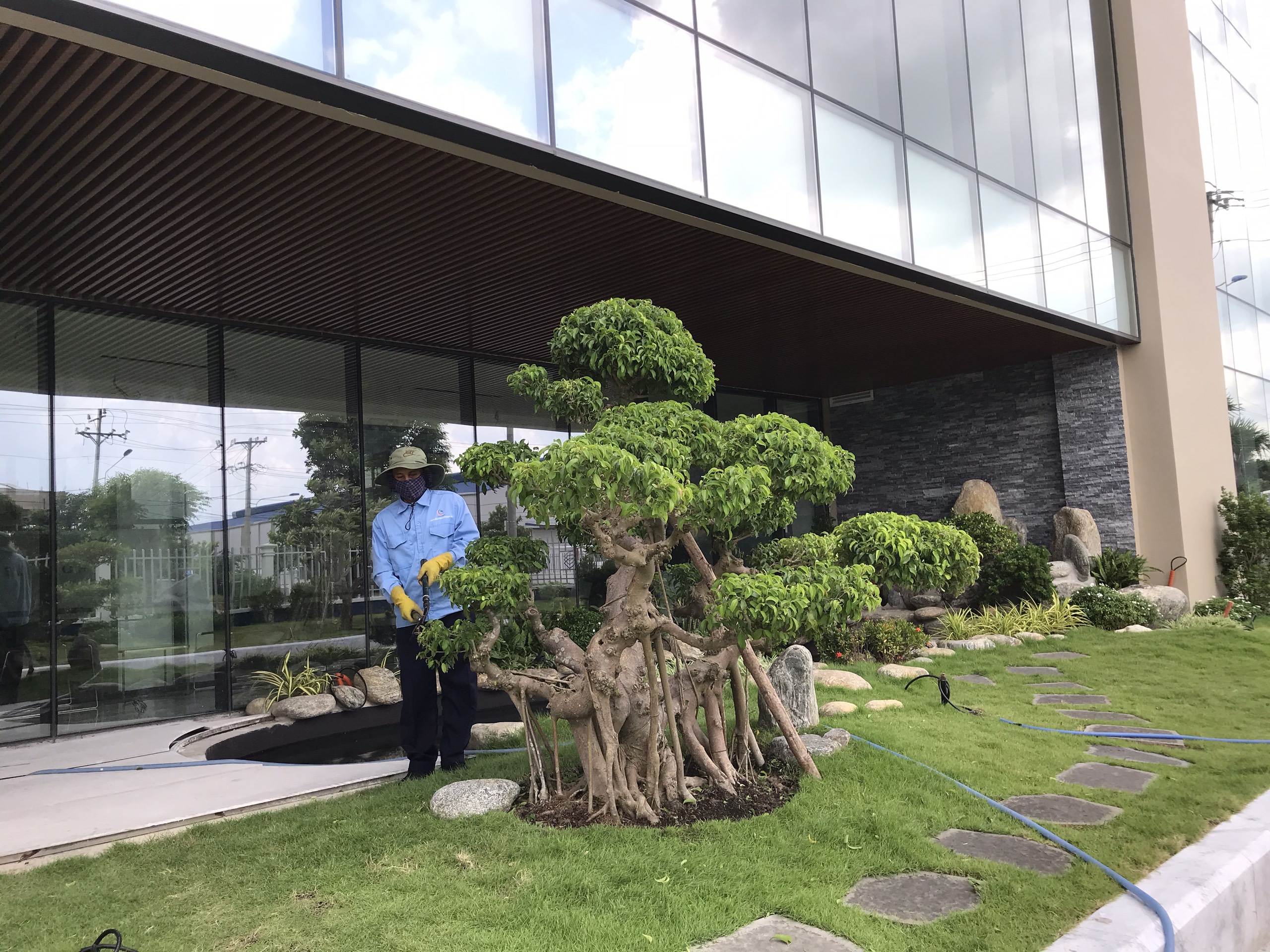 Ngoại Thất Xanh thực hiện dịch vụ cắt tỉa cây xanh tại Tp Hồ Chí Minh