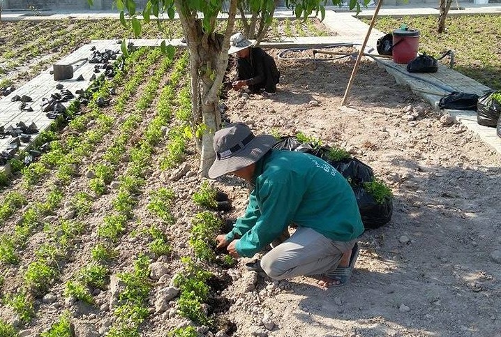 Dịch vụ trồng cỏ, cây xanh KCN Tây Ninh