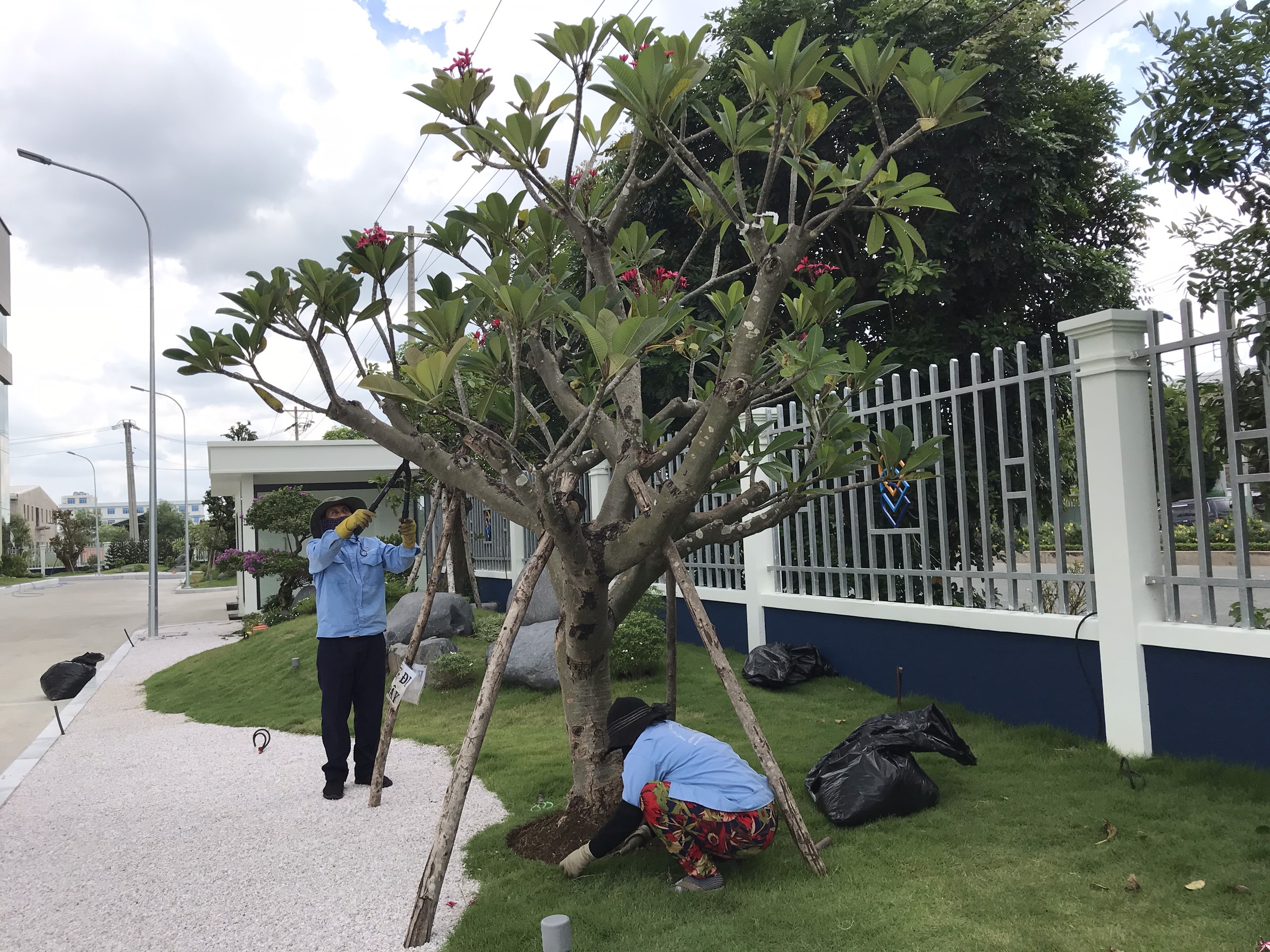 Công ty cắt tỉa cây xanh tại Thủ Dầu Một Bình Dương uy tín