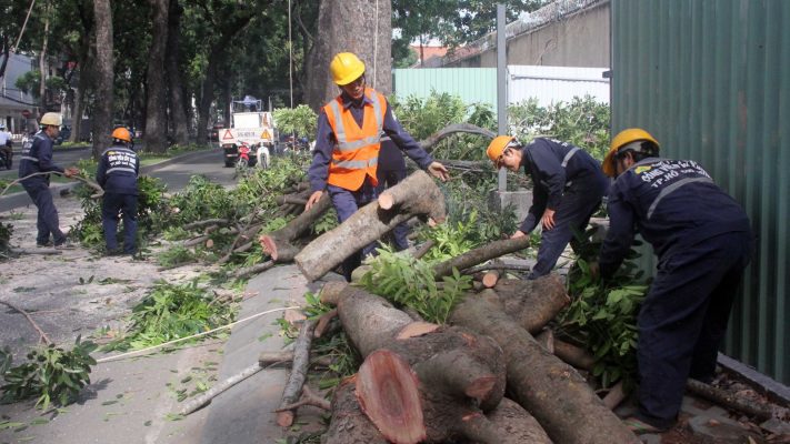 Dịch vụ chặt cây ở Thuận An Bình Dương uy tín