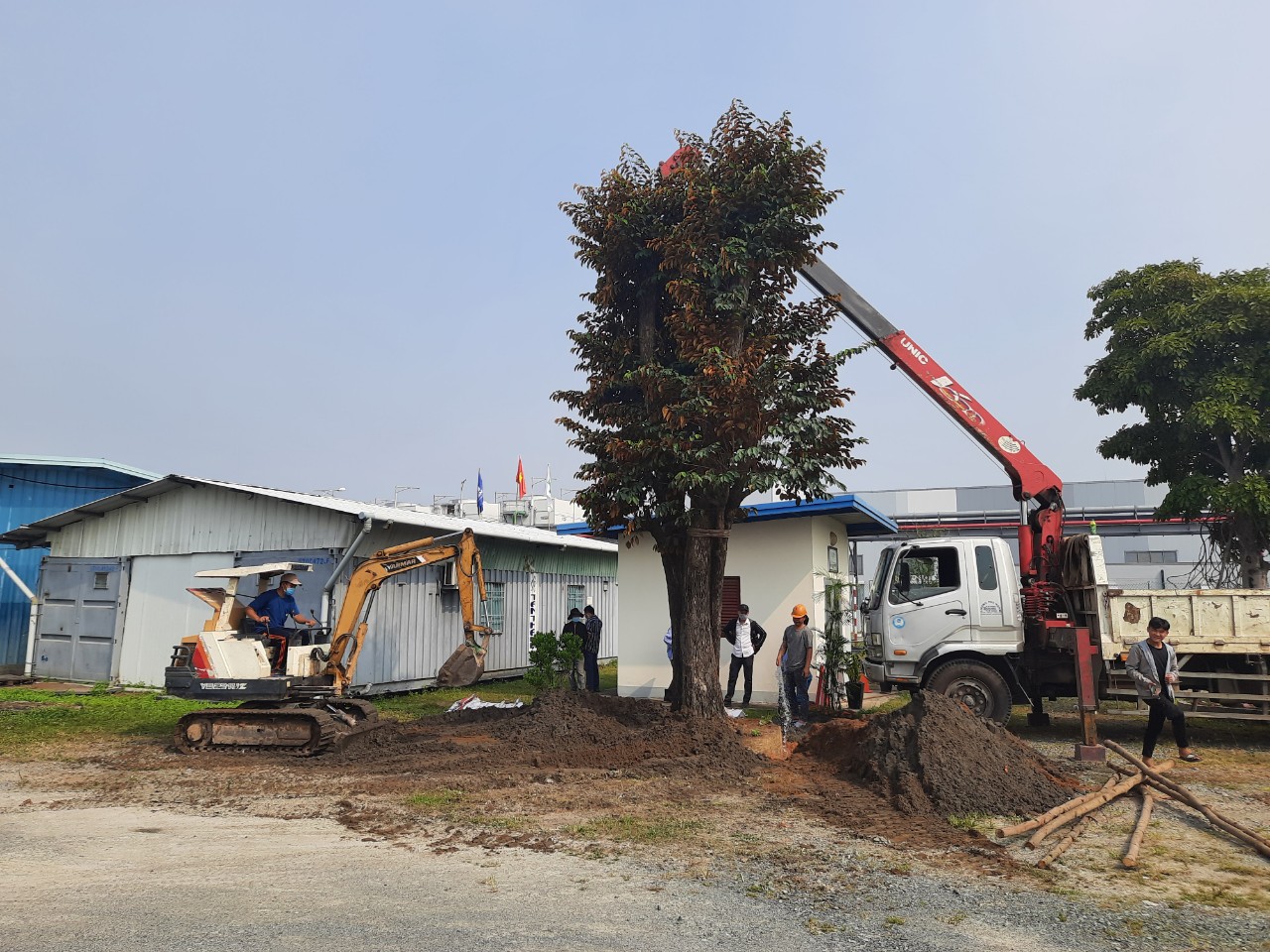 Dịch vụ bứng cây tại Bình Phước của Ngoại Thất Xanh thực hiện