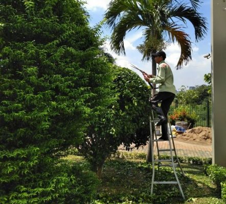 Dịch vụ cắt tỉa cây xanh tại Bình Phước của Ngoại Thất Xanh