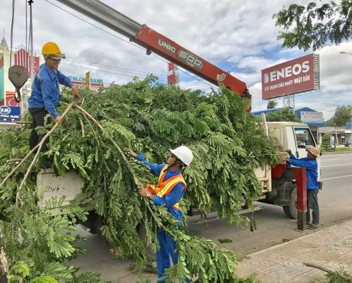 Ngoại Thất Xanh thực hiện dịch vụ chặt cây tại Thành Phố Mới Bình Dương