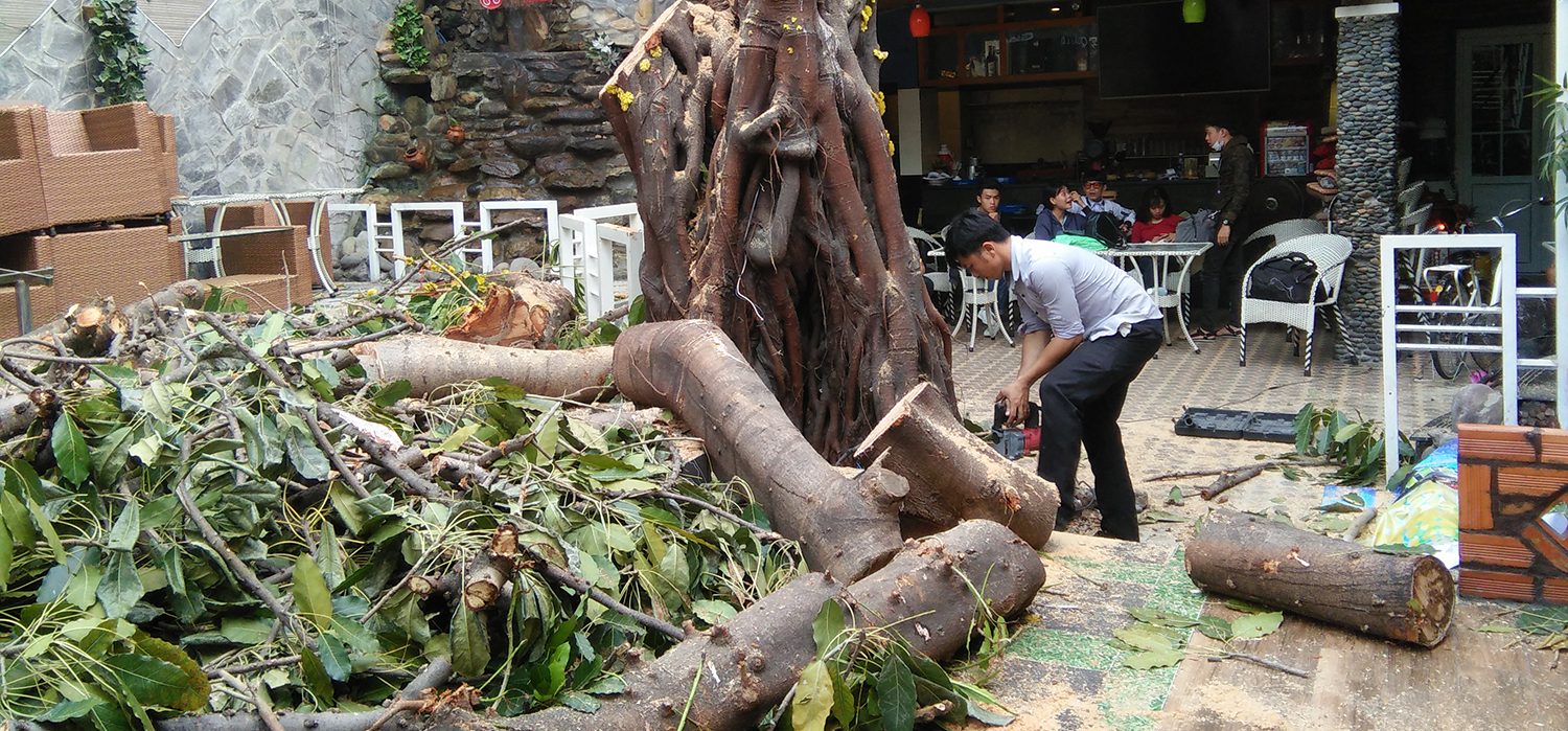 Dịch vụ chặt cây xanh ở Bình Phước chuyên nghiệp
