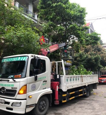 Đơn vị chuyên dịch vụ chặt cây ở Bàu Bàng - Ngoại Thất Xanh