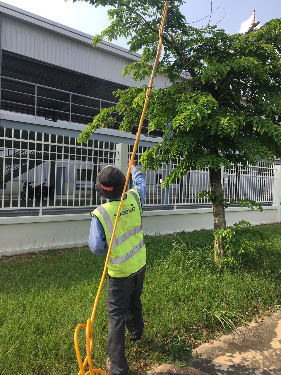 Dịch vụ cắt tỉa cây xanh tại Phú Giáo Bình Dương