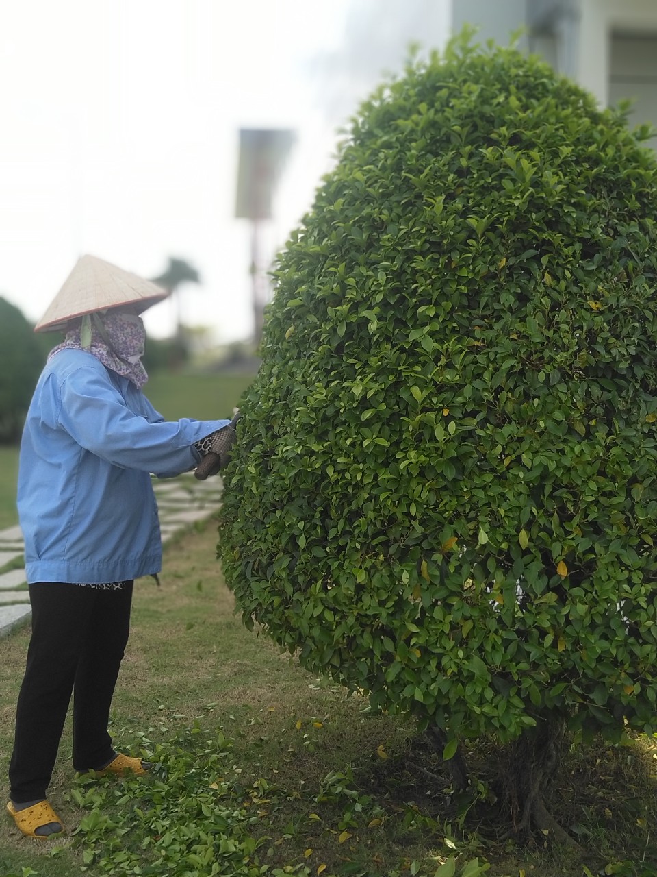 Một số lưu ý khi chọn các dịch vụ cắt tỉa cây xanh tại Phú Giáo