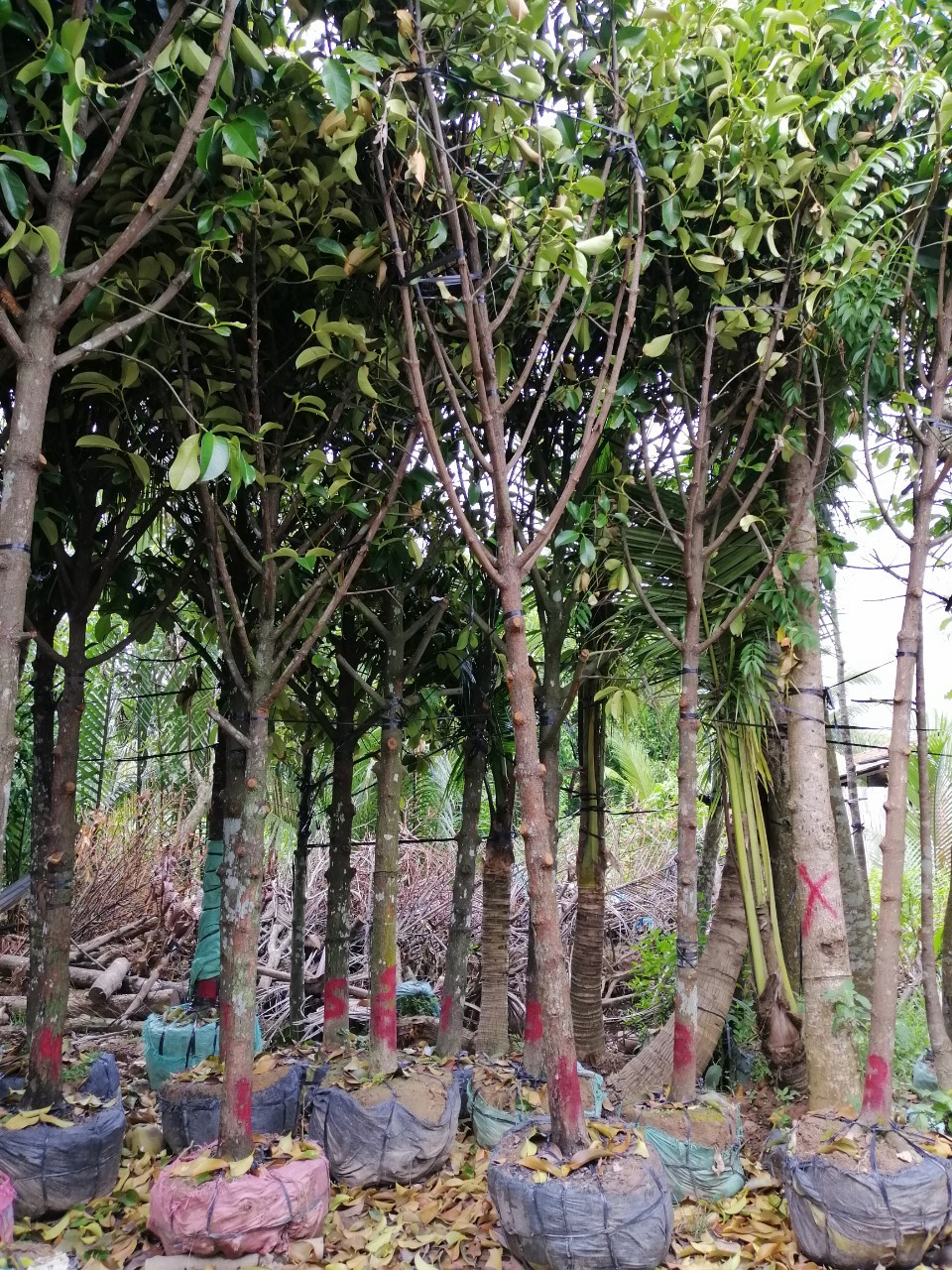 Chi phí dịch vụ trồng cỏ trồng cây xanh tại Lâm Đồng