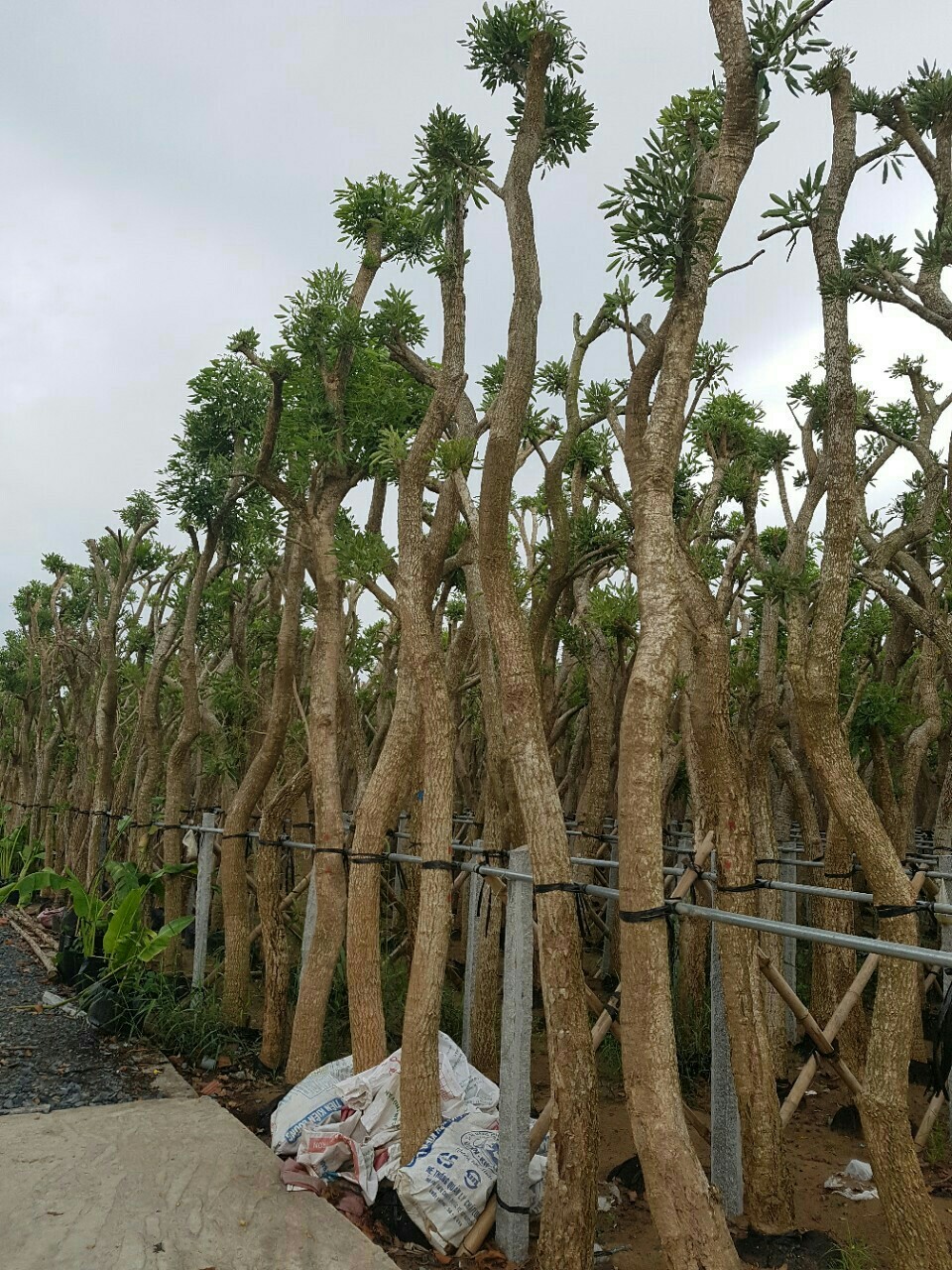 Trồng cây xanh tại Đăk Nông