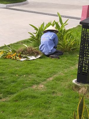 Công ty trồng cỏ trồng cây xanh tại Biên Hòa Đồng Nai