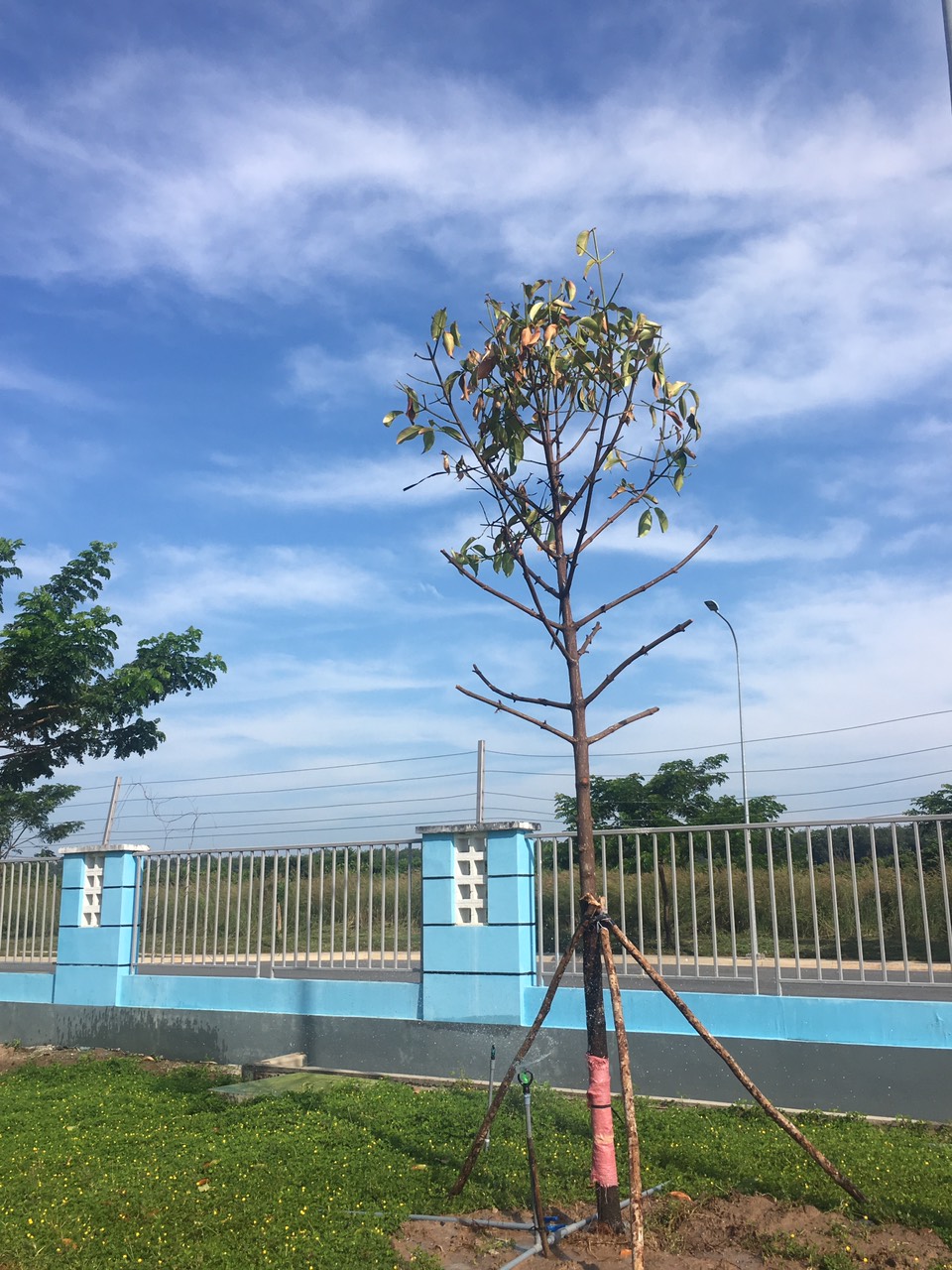 Vì sao nên sử dụng dịch vụ trồng cỏ trồng cây xanh tại Lâm Đồng của Ngoại Thất Xanh