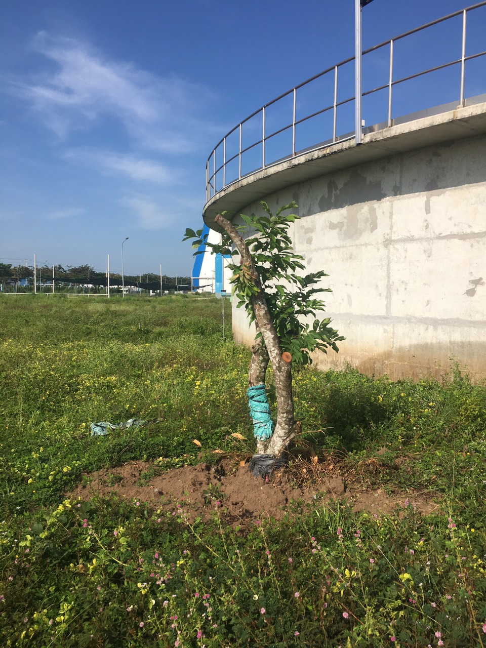 Công ty trồng cây xanh tại Lâm Đồng - Uy tín chất lượng, lan tỏa niềm tin