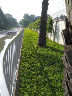 Đơn vị cung cấp giống cỏ cây xanh tại Tây Ninh