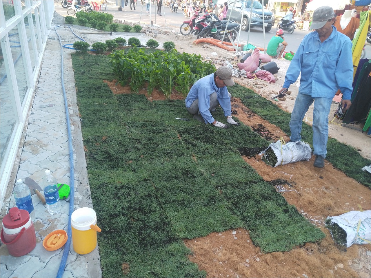 Công ty trồng cỏ cây xanh ở Đắk Nông luôn cam kết về chất lượng