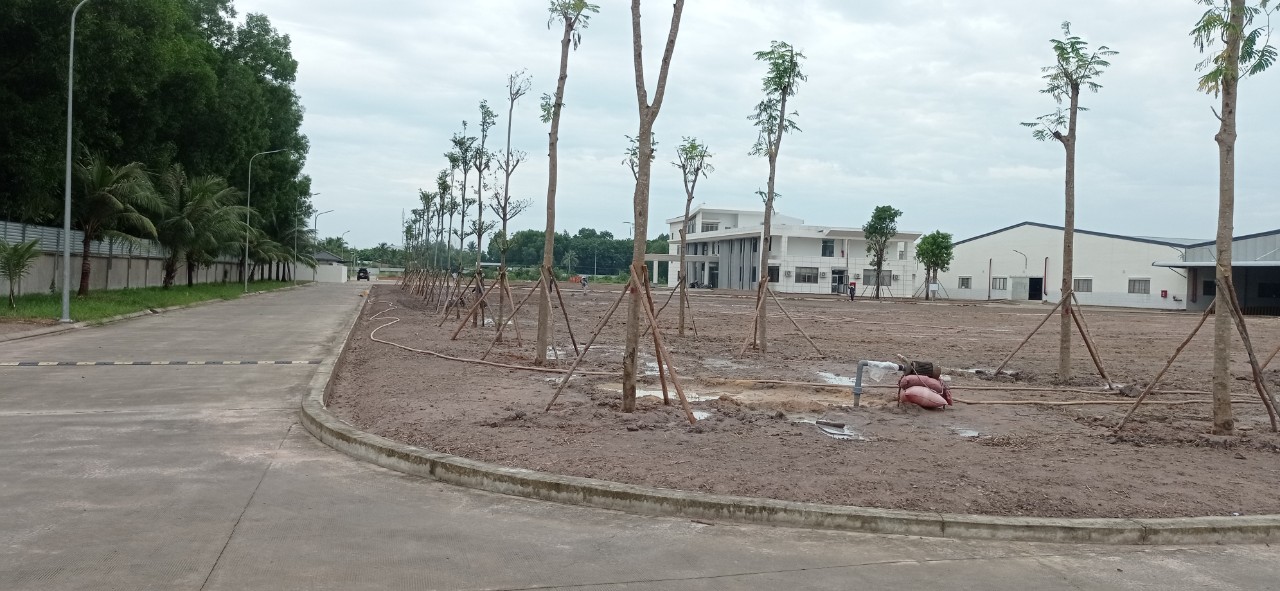 Quy trình cung cấp dịch vụ trồng cây xanh tại Sài Gòn
