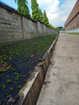 Địa chỉ cung cấp giống cỏ giống cây xanh giá rẻ tại Lâm Đồng