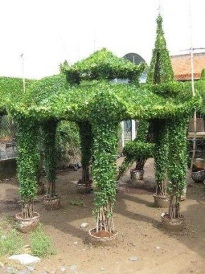 Tư vấn thiết kế sân vườn ở Bình Phước