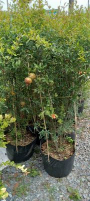 Dịch vụ trồng cây ăn trái ở Đắk Nông
