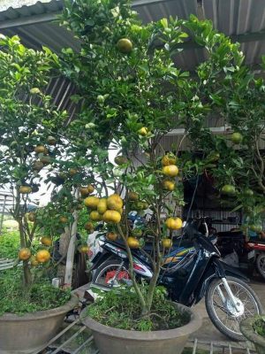 Dịch vụ trồng cây ăn trái ở Đồng Nai