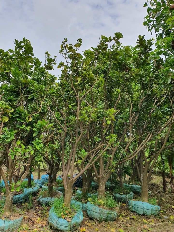 Quy trình trồng cây ăn trái ở Đồng Nai được của Ngoại Thất Xanh