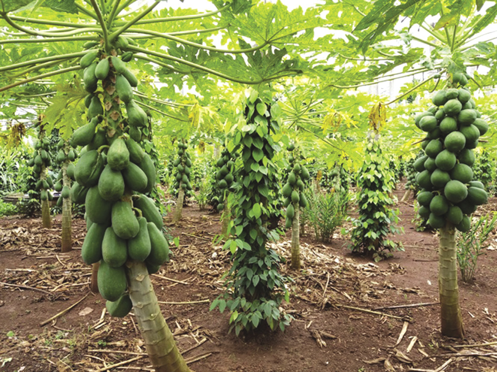 Dịch vụ trồng cây ăn trái ở TP Mới Bình Dương