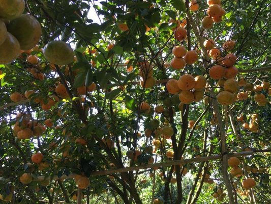 Dịch vụ trồng cây ăn trái ở Thuận An Bình Dương