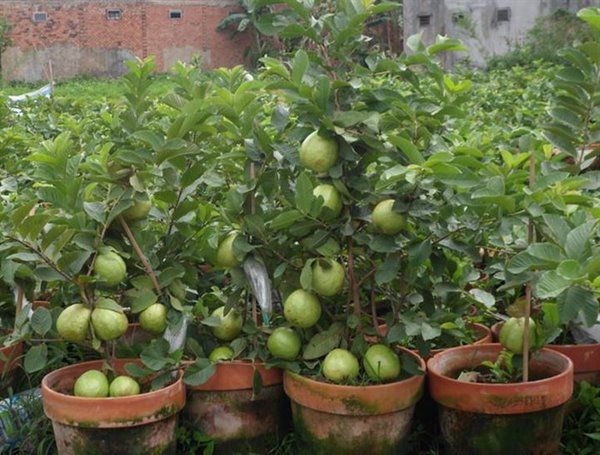 Ngoại Thất Xanh - Đơn vị chuyên cung cấp dịch trồng cây ăn trái ở Thuận An Bình Dương