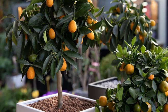 Kỹ thuật trồng cây ăn trái tại Dĩ An, Bình Dương