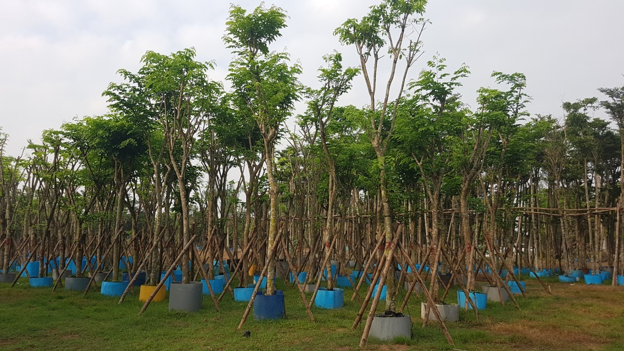 Công ty trồng cỏ, trồng cây xanh ở KCN Bắc Tân Tập