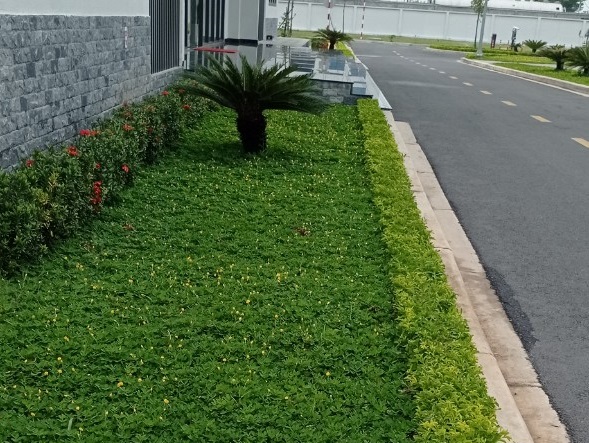 Đơn vị trồng cỏ trồng cây xanh tại KCN Bắc Tân Tập Long An