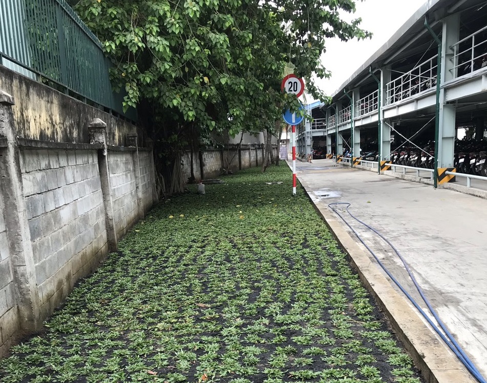 Thi công trồng cây xanh trồng cỏ tại KCN Tân Thành