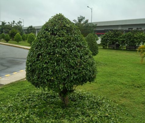Trồng cỏ, cây xanh ở KCN Becamex Bình Phước