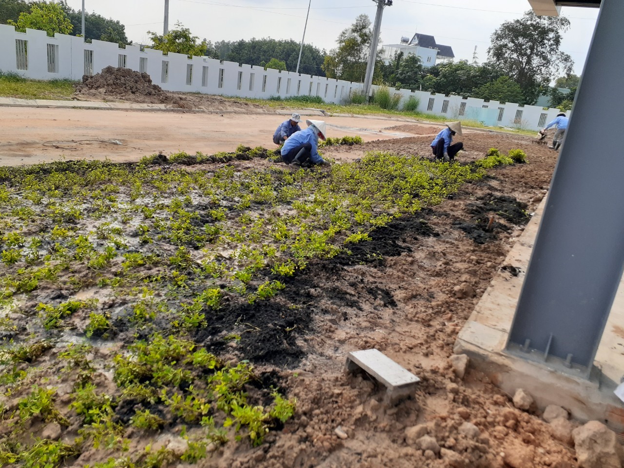 Trồng cỏ trồng cây xanh ở KCN Chơn Thành