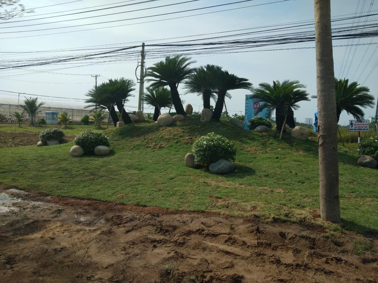 Trồng cỏ trồng cây xanh ở KCN Nam Đồng Phú
