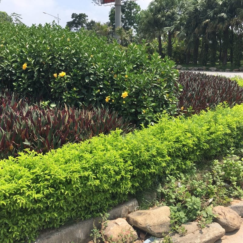 Tầm quan trọng của việc trồng cỏ, trồng cây xanh ở KCN Linh Trung III