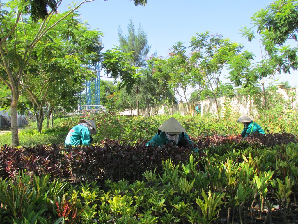 Vì sao nên chọn dịch vụ chăm sóc cây xanh ở KCN Bắc Đồng Phú
