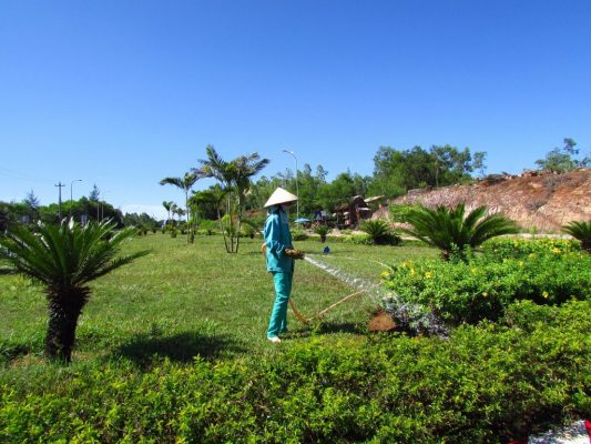 Dịch vụ chăm sóc cây xanh ở Hòa Thành Tây Ninh