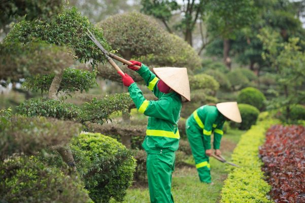 Dịch vụ chăm sóc cây xanh ở KCN Phước Đông uy tín