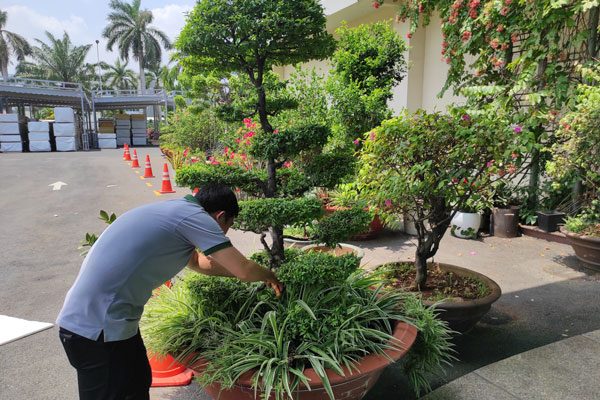 Đơn vị chăm sóc cây xanh ở Bàu Bàng uy tín, giá rẻ