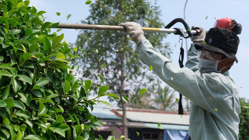 Chăm sóc cây xanh ở Phú Giáo chuyên nghiệp