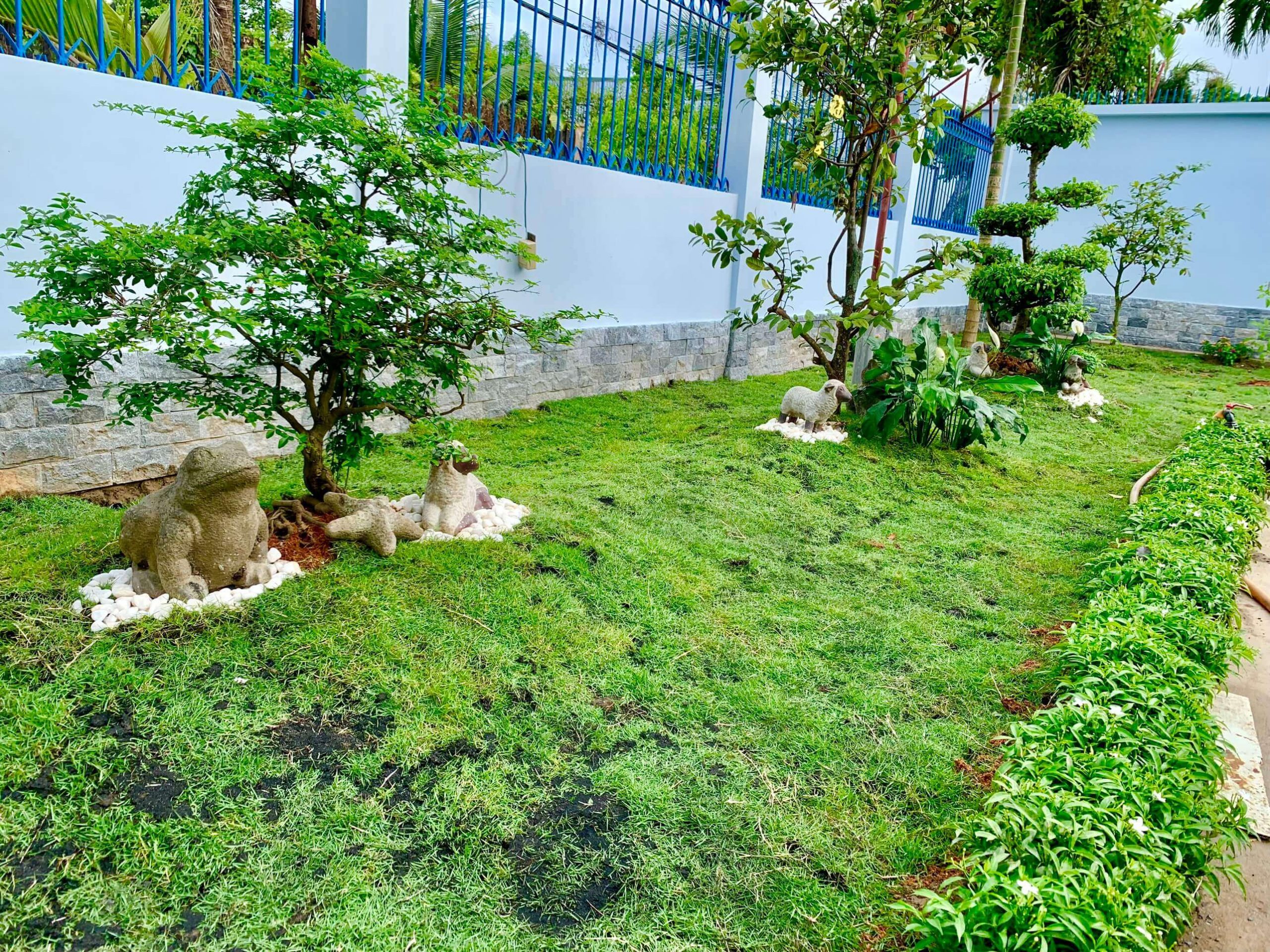 Dịch vụ trồng cây cảnh sân vườn tại Thuận An