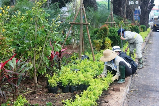 trồng cây cảnh sân vườn tại phú giáo chất lượng