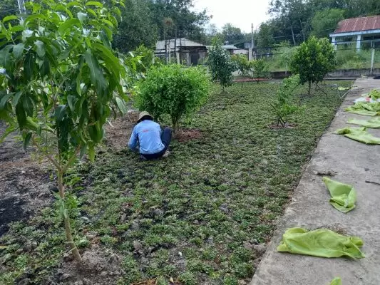 Với một kho hàng đa dạng về loại cây xanh, từ cây nội thất cho đến cây cảnh sân vườn, Vina Xanh cam kết mang đến cho khách hàng sự lựa chọn phong phú và đa dạng nhất.